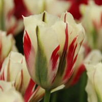 Tulipany Flaming Spriggreen - 2 ks v balení