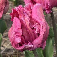 Tulipany Parrot Flamingo Queen - 3 ks v balení