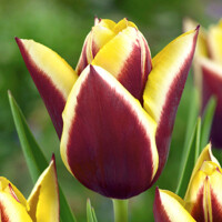 Tulipany Gavota - 5 ks v balení