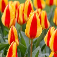 Tulipany Goudstuk - 5 ks v balení