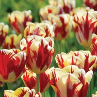 Tulipany Grand Perfection - 5 ks v balení
