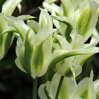 Tulipany Green Star - 3 ks v balení
