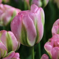 Tulipany Groenland - 3 ks v balení