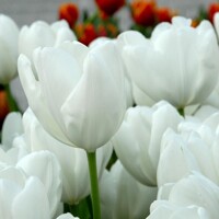 Tulipany Hakuun - 5 ks v balení