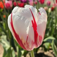 Tulipany Happy Generation - 5 ks v balení