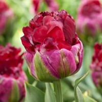 Tulipany Ice Cream Cranberry - 2 ks v balení