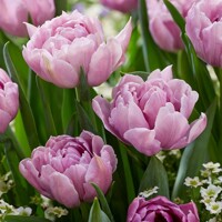 Tulipany Katinka - 3 ks v balení