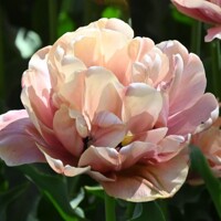 Tulipany La Belle Epoque 1ks