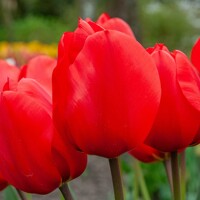 Tulipany Lalibela - 5 ks v balení