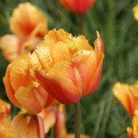 Tulipany Lambada - 5 ks v balení