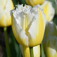 Tulipany Lemon Beauty - 3 ks v balení