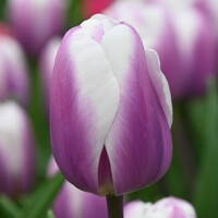 Tulipany Librije - 3 ks v balení