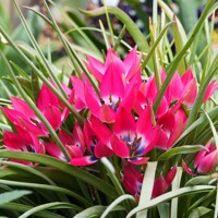 Tulipany Little Beauty - 5 ks v balení