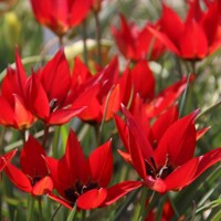 Tulipany Lizzy  - 5 ks v balení