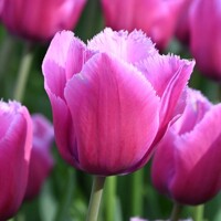 Tulipany Louvre - 3 ks v balení