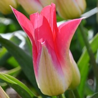 Tulipany Love Story - 3 ks v balení