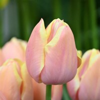 Tulipany Mango Charm - 3 ks v balení