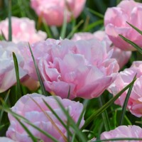 Tulipany Mariage - 3 ks v balení