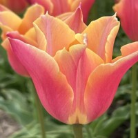 Tulipany Marianne - 5 ks v balení