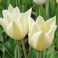 Tulipany Maureen - 5 ks v balení