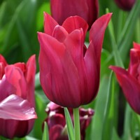 Tulipany Merlot - 5 ks v balení