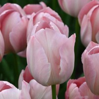 Tulipany Van Eijk Mystic - 5 ks v balení