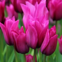 Tulipany mnohokveté Night Club - 3 ks v balení