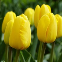 Tulipany Novi Sun - 5 ks v balení