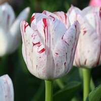 Tulipany One Direction - 5 ks v balení