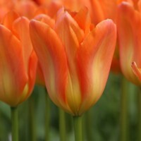 Tulipany Emperor Orange - 5 ks v balení