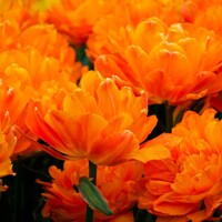 Tulipany Orca - 3 ks v balení
