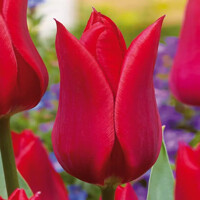 Tulipany Pieter De Leur - 5 ks v balení