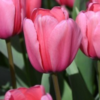 Tulipany Impression Pink - 5 ks v balení