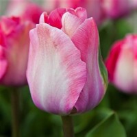 Tulipany Pink Sound - 5 ks v balení