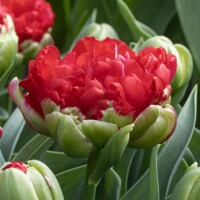 Tulipany Promiss - 3 ks v balení