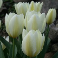 Tulipany Purissima - 5 ks v balení