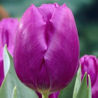 Tulipany Purple Prince - 5 ks v balení