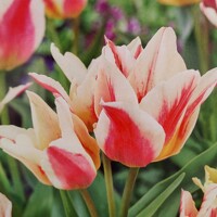 Tulipany mnohokveté Quebec - 5 ks v balení