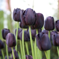 Tulipany Queen Of Night - 5 ks v balení