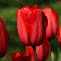 Tulipany Impression Red - 5 ks v balení