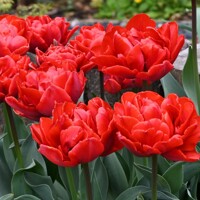 Tulipany Red Princess - 3 ks v balení