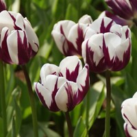 Tulipany Rems Favourite - 3 ks v balední