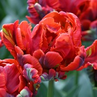 Tulipany Rococo Double - 3 ks v balení