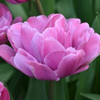 Tulipany Rosy Diamond - 3 ks v balení