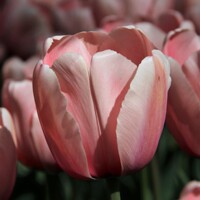 Tulipany Impression Salmon - 5 ks v balení