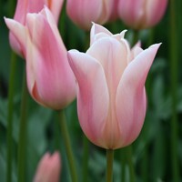 Tulipany Sanne - 5 ks v balení