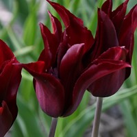 Tulipany Sarah Raven - 3 ks v balení
