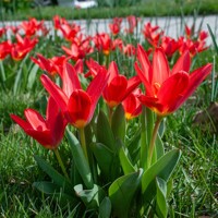 Tulipany Scarlet Baby - 5 ks v balení