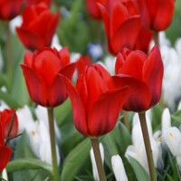 Tulipany Showwinner - 5 ks v balení