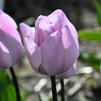 Tulipany Silver Cloud - 3 ks v balení